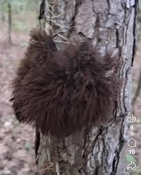 Attēlu rezultāti vaicājumam “Diderma chondrioderma”