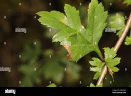 Attēlu rezultāti vaicājumam “Parornix anglicella”