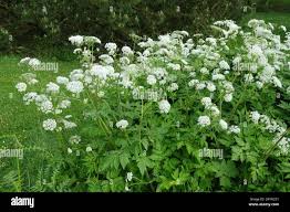 Attēlu rezultāti vaicājumam “Chaerophyllum aromaticum”
