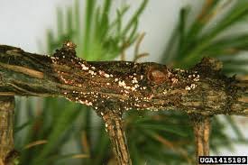 Attēlu rezultāti vaicājumam “Lachnellula willkommii”