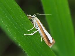 Attēlu rezultāti vaicājumam “Catoptria margaritella”