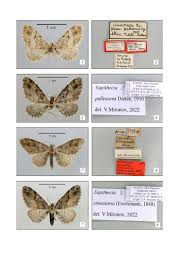 Attēlu rezultāti vaicājumam “Eupithecia sinuosaria”