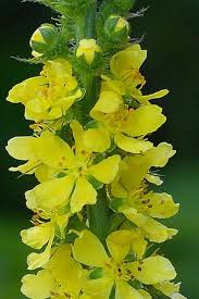 Attēlu rezultāti vaicājumam “Agrimonia eupatoria flower”