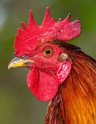 Attēlu rezultāti vaicājumam “Gallus”