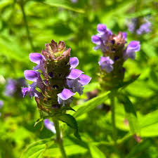 Attēlu rezultāti vaicājumam “Prunella vulgaris”