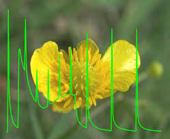 Attēlu rezultāti vaicājumam “Ranunculus auricomus flower”