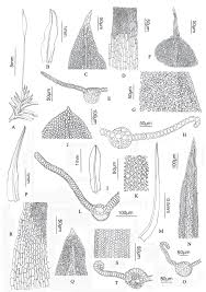 Attēlu rezultāti vaicājumam “Pottiales”