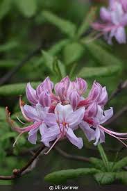 Attēlu rezultāti vaicājumam “Rhododendron periclymenoides flower”