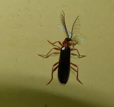 Attēlu rezultāti vaicājumam “Pyrochroidae”