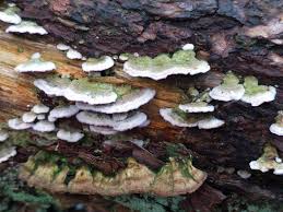 Attēlu rezultāti vaicājumam “Trichaptum abietinum”