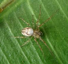 Attēlu rezultāti vaicājumam “Araneus quadratus male”