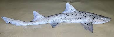 Image result for Triakis megalopterus