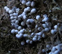 Attēlu rezultāti vaicājumam “Diderma testaceum spores”