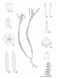 Image result for Linum usitatissimum