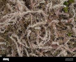 Attēlu rezultāti vaicājumam “Sphagnum magellanicum”