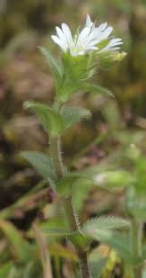 Attēlu rezultāti vaicājumam “Cerastium holosteoides fruit”