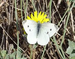 Attēlu rezultāti vaicājumam “Pieris rapae”