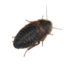 Attēlu rezultāti vaicājumam “Badhamia dubia sessile”