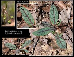 Attēlu rezultāti vaicājumam “Hieracium murorum bud”