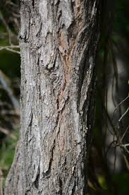 Attēlu rezultāti vaicājumam “Robinia pseudoacacia”