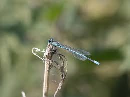 Attēlu rezultāti vaicājumam “Coenagrion puella male”