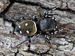 Attēlu rezultāti vaicājumam “Heliophanus sp.”