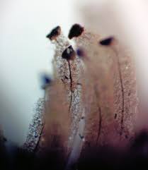 Attēlu rezultāti vaicājumam “Stemonitopsis amoena spores”