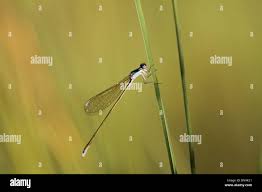 Attēlu rezultāti vaicājumam “Nehalennia speciosa”