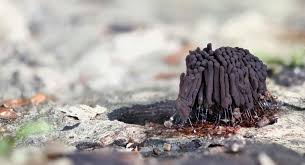 Attēlu rezultāti vaicājumam “Stemonitis foliicola plasmodium”