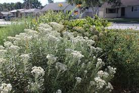 Attēlu rezultāti vaicājumam “Anaphalis margaritacea”