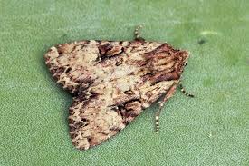 Attēlu rezultāti vaicājumam “Apamea epomidion”