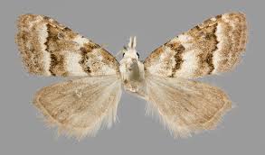 Attēlu rezultāti vaicājumam “Nola aerugula”