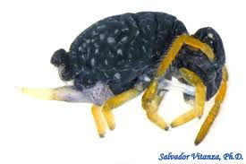 Attēlu rezultāti vaicājumam “Symphypleona”