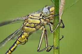Attēlu rezultāti vaicājumam “Gomphidae”