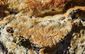 Attēlu rezultāti vaicājumam “Oxyporus corticola”