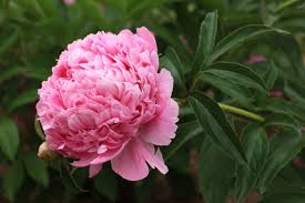 Attēlu rezultāti vaicājumam “Paeonia lactiflora”