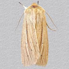 Attēlu rezultāti vaicājumam “Mythimna impura”