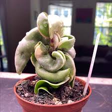 Attēlu rezultāti vaicājumam “Conardia compacta”