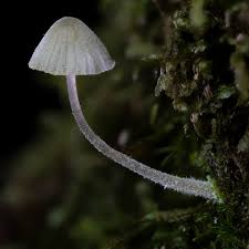 Attēlu rezultāti vaicājumam “Mycena”