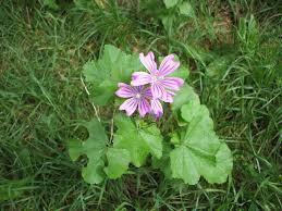 Image result for Malve