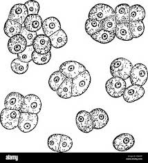 Attēlu rezultāti vaicājumam “Pleurococcus vulgaris”