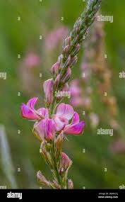 Attēlu rezultāti vaicājumam “Onobrychis arenaria fruit”