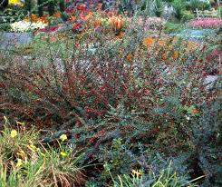 Attēlu rezultāti vaicājumam “Cotoneaster divaricatus fruit”