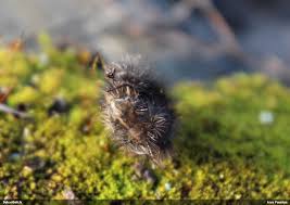 Attēlu rezultāti vaicājumam “Eurydema dominulus imago”