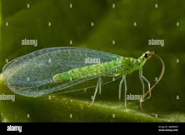 Attēlu rezultāti vaicājumam “Chrysopidae”