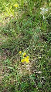 Attēlu rezultāti vaicājumam “Hieracium umbellatum bud”