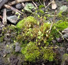 Attēlu rezultāti vaicājumam “Funaria hygrometrica”