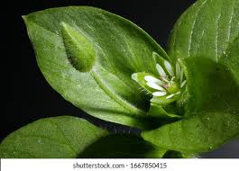 Attēlu rezultāti vaicājumam “Stellaria media bud”