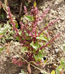 Attēlu rezultāti vaicājumam “Chenopodium polyspermum leaf”