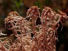 Attēlu rezultāti vaicājumam “Sphagnum russowii”